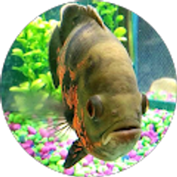 Profile photo of Aquarium Affinity