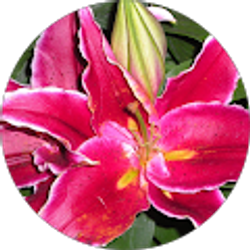 Profile photo of Ashley Mitteness