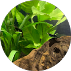 Profile photo of Astral Cowpoke