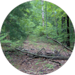 Profile photo of wee willy