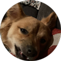 Profile photo of Sam Delgado