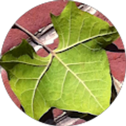 Profile photo of Jordan Golmon