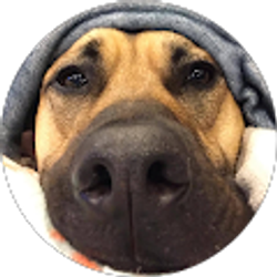 Profile photo of Tricia Petrowitz