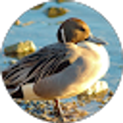 Profile photo of Michael Baier