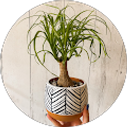 Profile photo of Peyton Lamps