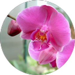 Profile photo of Michelle Westermeier