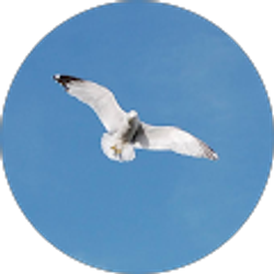 Profile photo of Rachel M