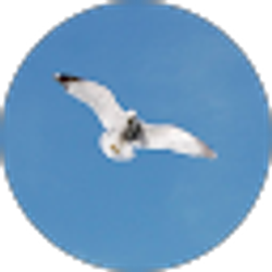 Profile photo of K. Styre