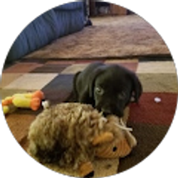 Profile photo of judy dougas