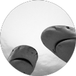 Profile photo of Shark Bait