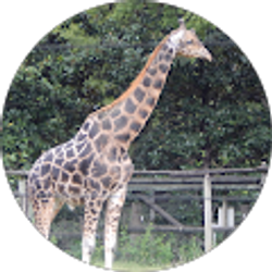 Profile photo of Kimberly Lee