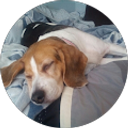 Profile photo of Rick Daso