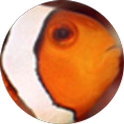 Profile photo of Dan “Danlroo” Dan