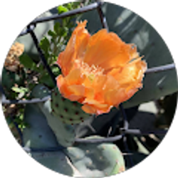 Profile photo of stacy sase