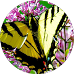 Profile photo of Sanjana George