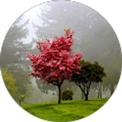 Profile photo of Anna S.