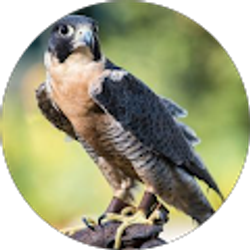 Profile photo of Jas Sal