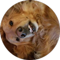 Profile photo of Steve Macpherson