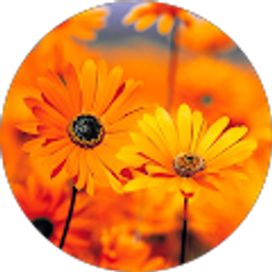 Profile photo of Laurie Sparr