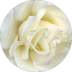 Profile photo of Teresa Longmore