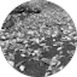 Profile photo of Taylee M