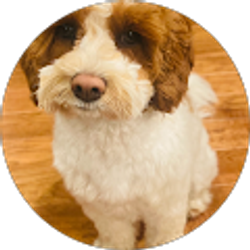 Profile photo of JoAnn Williams