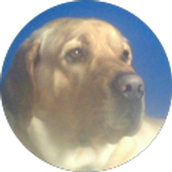 Profile photo of Bee Snort