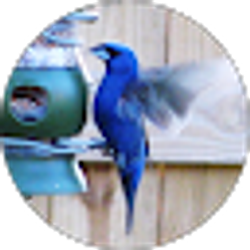 Profile photo of Judy Purvis