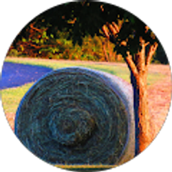 Profile photo of David Mast