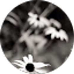 Profile photo of Jacqueline Downey