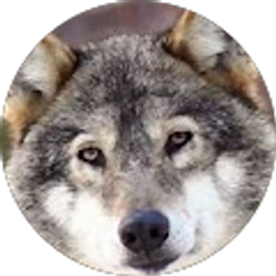 Profile photo of Cedric Goethals