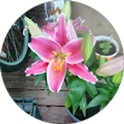 Profile photo of Rebecca Head