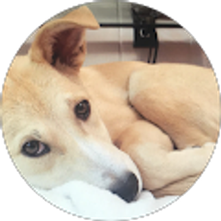 Profile photo of Sarah Ross