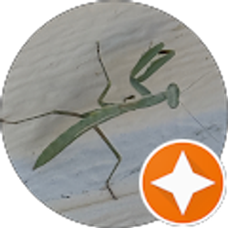 Profile photo of Lina