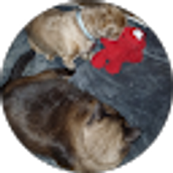 Profile photo of Teener Weener