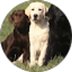 Profile photo of YouTube Account