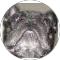 Profile photo of Brian Reynolds