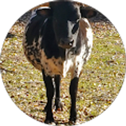 Profile photo of Ronnie Toney