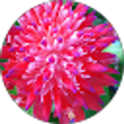 Profile photo of C B