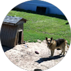 Profile photo of Da Koch