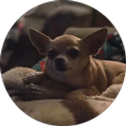 Profile photo of Shireen Mehta