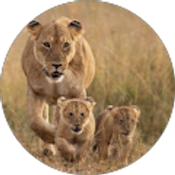 Profile photo of Sofina Pisula