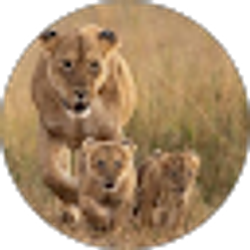 Profile photo of Sofina Pisula