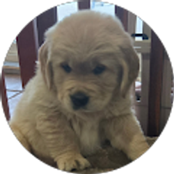 Profile photo of Tiffany Schwab