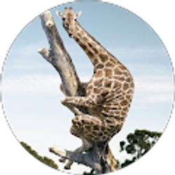 Profile photo of Anthony Kegode