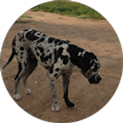 Profile photo of John Gamboa