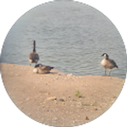 Profile photo of Steve