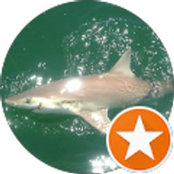 Profile photo of Anthony Sayo