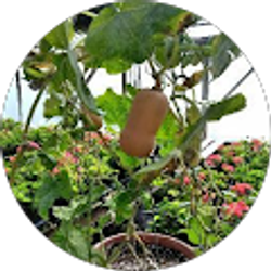 Profile photo of Judith Alejandra