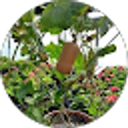 Profile photo of Judith Alejandra